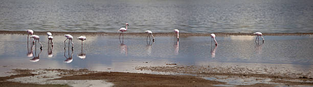 istock Flamingos on the Lake 157992545