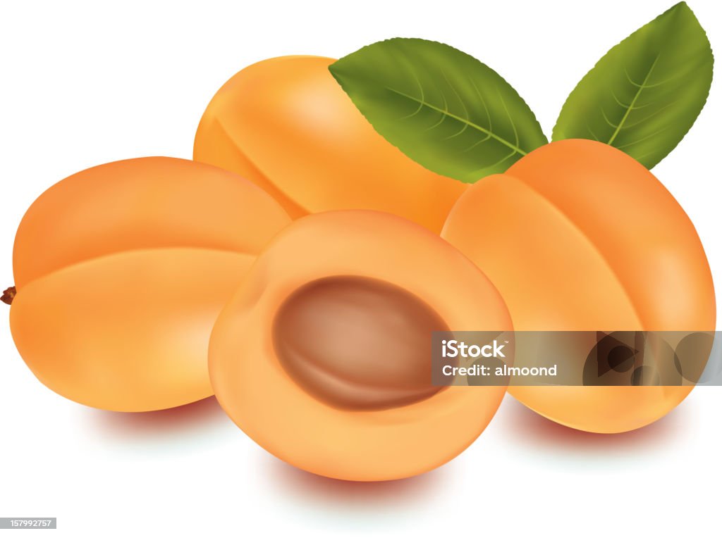 Группа спелые apricots. - Векторная графика Абрикос роялти-фри