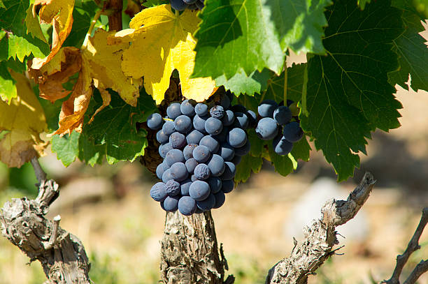 Old vine from AOC Maury, South of France stock photo