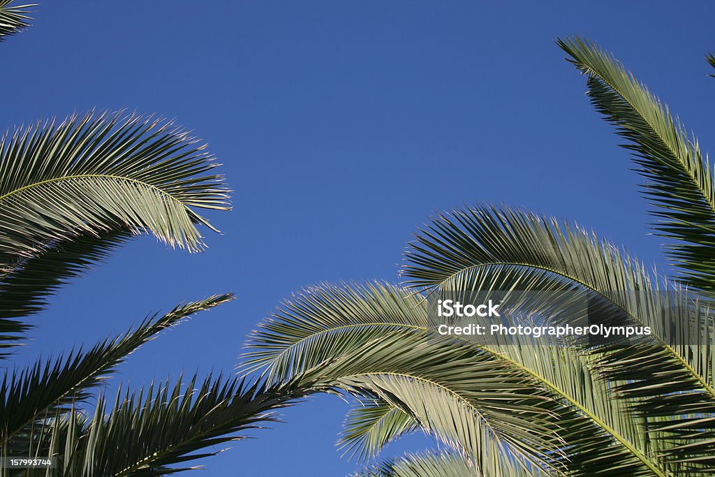 Palm fronds frame Palm fronds frame. Blue Stock Photo