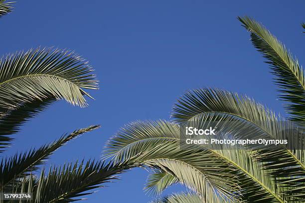 Palm Fronds Frame Stock Photo - Download Image Now - Blue, Copy Space, Environmental Conservation