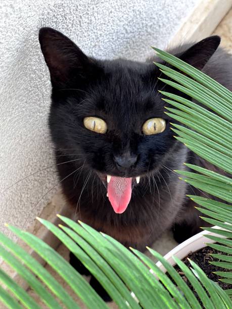 istock Funny cat sticking out tongue. 1579948356
