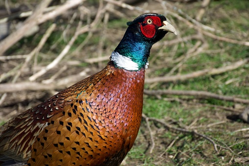 Close-up pf a male Pheasant bird (Phasianus colchicus).