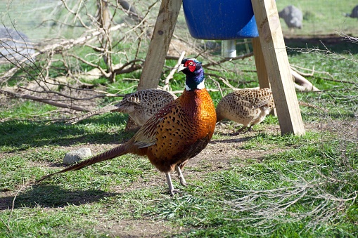 Close-up pf a male Pheasant bird (Phasianus colchicus) next to a bird feeder.