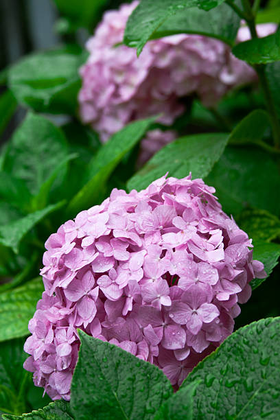 rose hortensia - hortense photos et images de collection