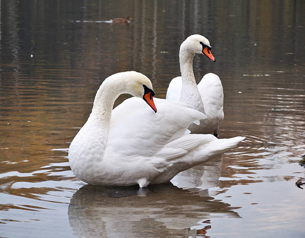 pair of swans stock photo