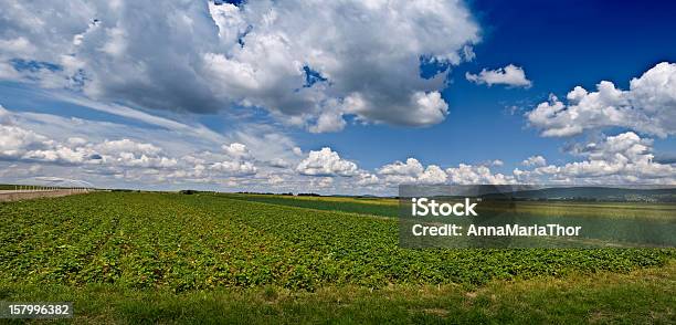 Planície Paisagem - Fotografias de stock e mais imagens de Campo agrícola - Campo agrícola, Morango, Agricultura