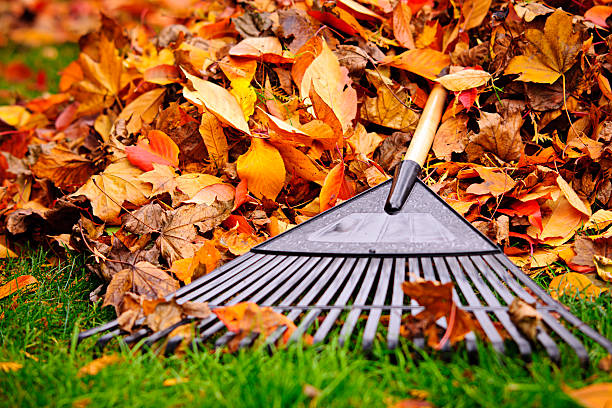 istock Fall leaves in the green grass with a rake laying on them 157996456