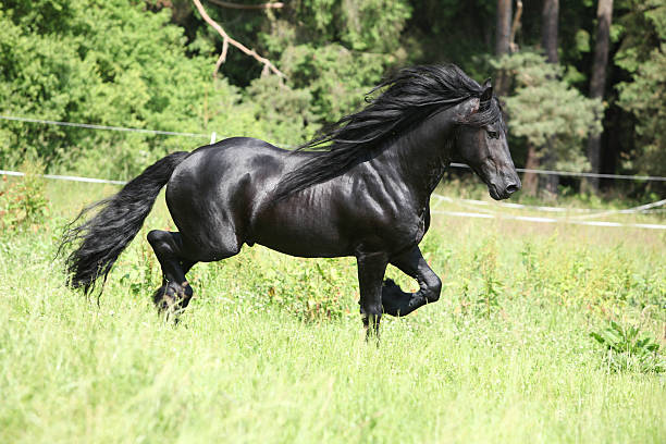 istock Black friesian stallion 157997483