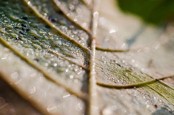Close up view of yellow dry autumn leaves in a spider web on background of blurred green grass. Back light, sunlight. Abstract nature minimal background