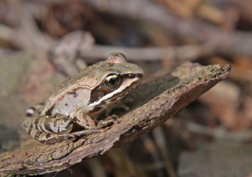 A Wood Frog (Rana sylvatica) on the floor of the forest.