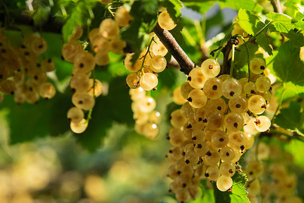 istock Ripe white currants in the garden 157998270