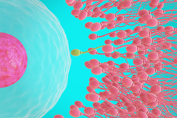 istock Green sperm winning the race towards egg 157998574