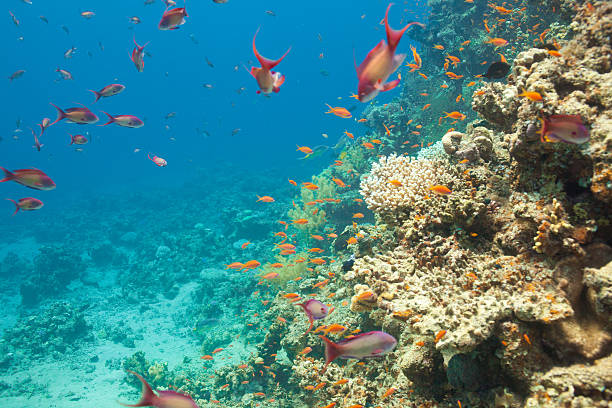 Scalefin anthias fish and corals in the sea stock photo