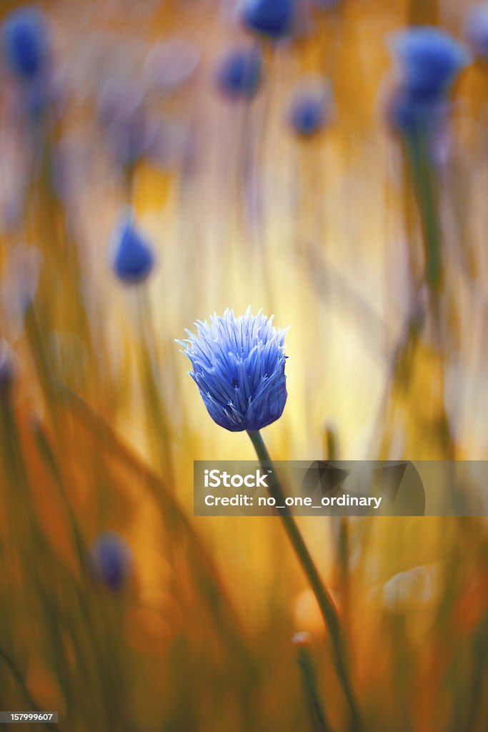 Blue flower Agricultural Field Stock Photo