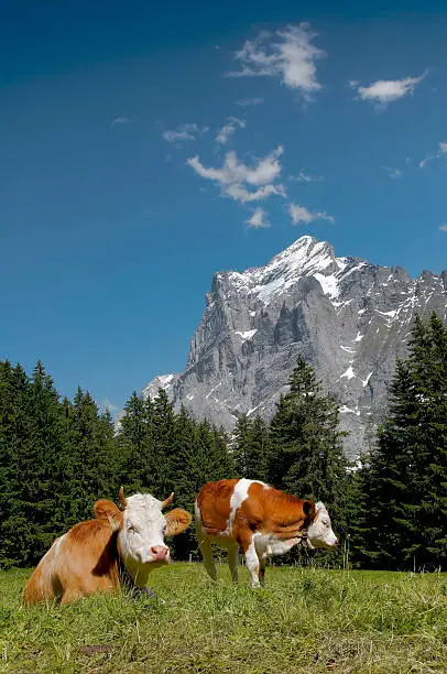 Two Simmentaler cows in front of the Wetterhorn near Grindelwald, Switzerland