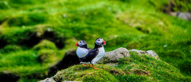 istock Atlantic Puffins in Mykines, Faroe Islands 1580007865