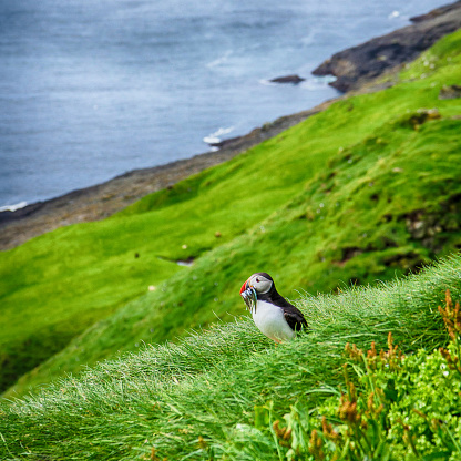 Atlantic Puffins in Mykines, Faroe Islands