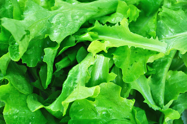 green salad stock photo