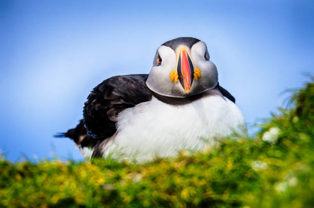 Close up atlantic Puffins in Mykines, Faroe Islands