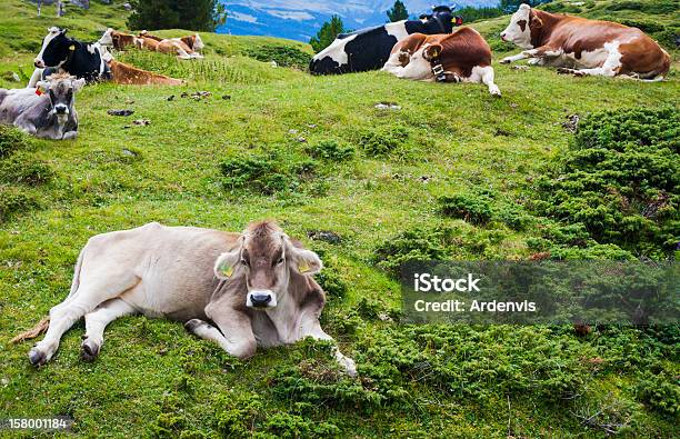 Manada De Vacas Situada Nas Montanhas - Fotografias de stock e mais imagens de Agricultura - Agricultura, Alpes Europeus, Amarelo