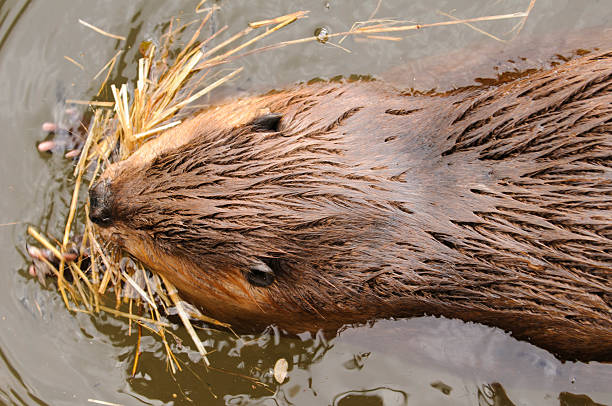 istock North American Beaver 158001195