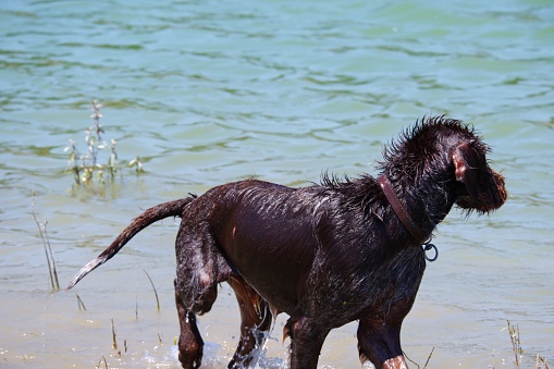 Black dog playing at lake in a sunny summer day
