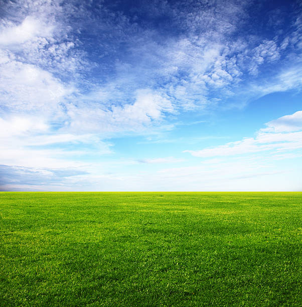 istock Image of green grass field and bright blue sky 158001499