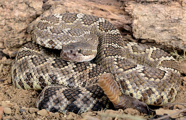 istock Southern Pacific Rattlesnake. 158001665