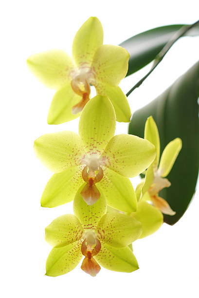 istock Fresh yellow orchids isolated on white background 158001688