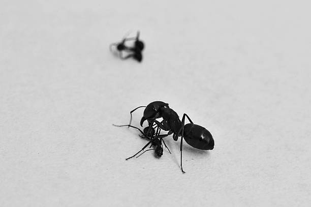 Ants - foto de stock