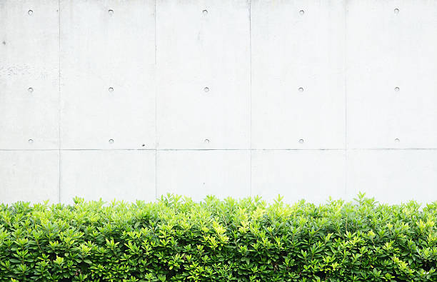istock Green plants beside a concrete wall 158002424