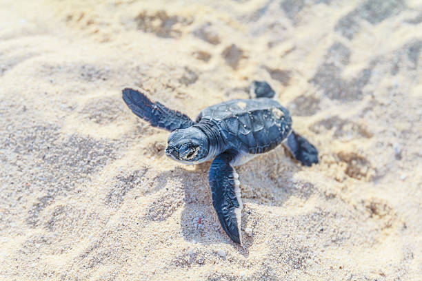 istock Newborn Sea turtle crawls on beach 158002478