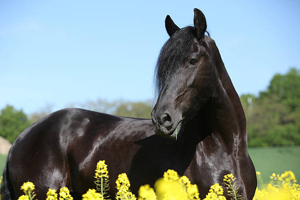 istock Black horse in flowers 158002539