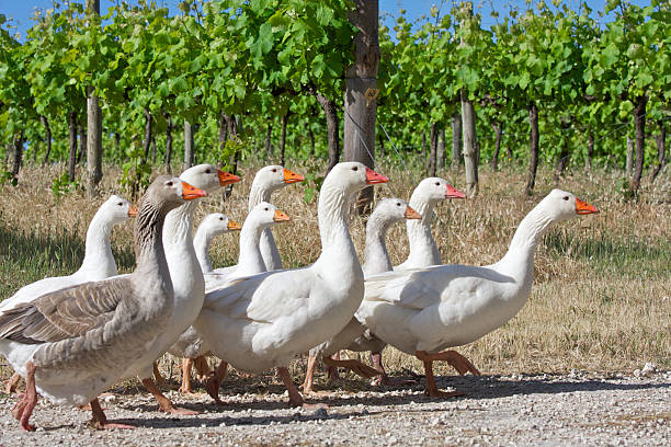 il team per la disinfestazione - biodynamic foto e immagini stock