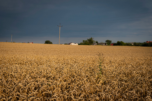 dark clouds over fields full of gold wheat during summer season