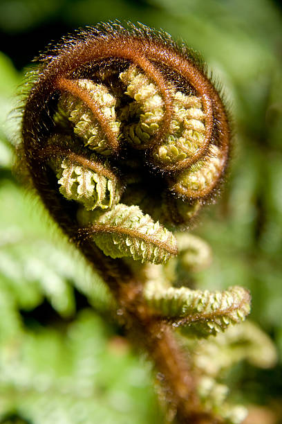 Nowa Zelandia Tree Fern – zdjęcie