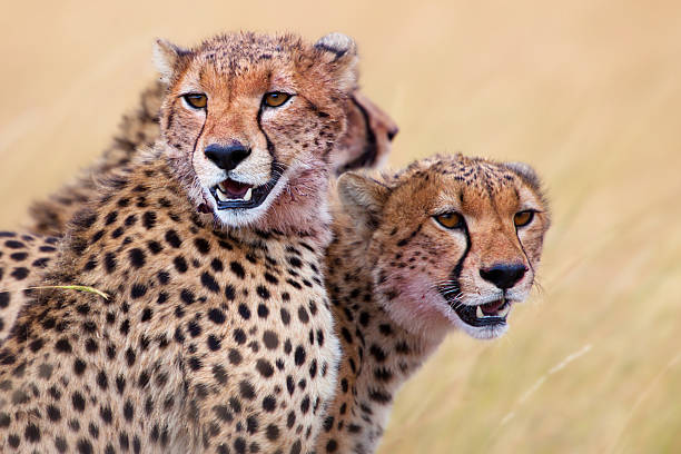 Three Cheetah Brothers, Masai Mara stock photo