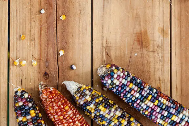 Photo of Close up of colorful ornamental Indian maize (corn) in Autumn.