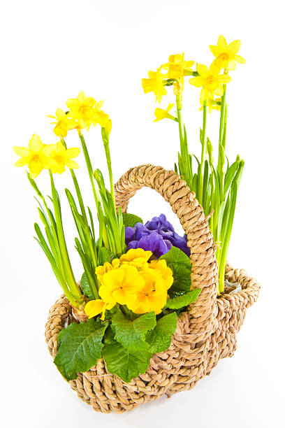 cesto con fiori - hanging flower basket isolated foto e immagini stock