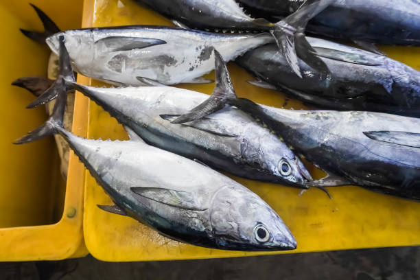 Fresh mackarel tuna sold at a traditional fish market in Tarempa, Riau Archipelago, Indonesia Fresh mackarel tuna sold at a traditional fish market in Tarempa, Riau Archipelago, Indonesia. Fish caught by fishermen. Concept for whole healthy food, nutrition, omega-3, animal protein, seafood. commercial tuna fishing stock pictures, royalty-free photos & images