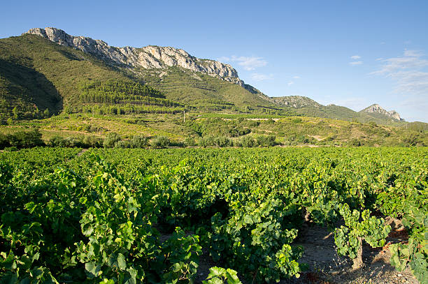 Old vineyard at South of France stock photo