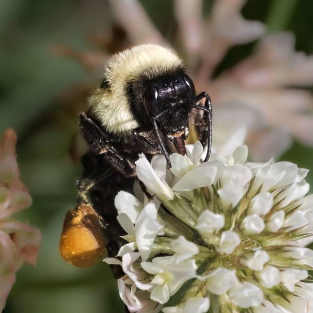 istock A female Common Eastern Bumble Bee (Bombus impatiens) pollinating a white clover flower. 1580038737