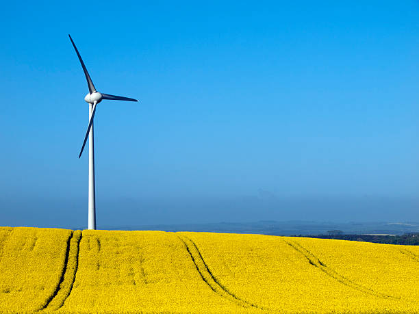 A wind turbine in an oilseed rape field in Scotland