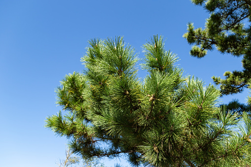 Blue sky and pine needles.