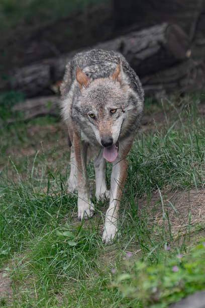 istock Wild Alps, the Italian wolf (Canis lupus italicus) 1580064852