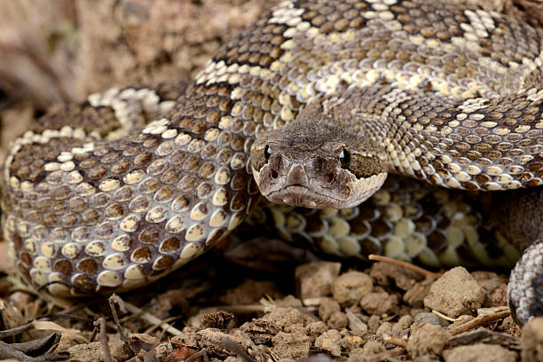 istock Southern Pacific Rattlesnake. 158006626