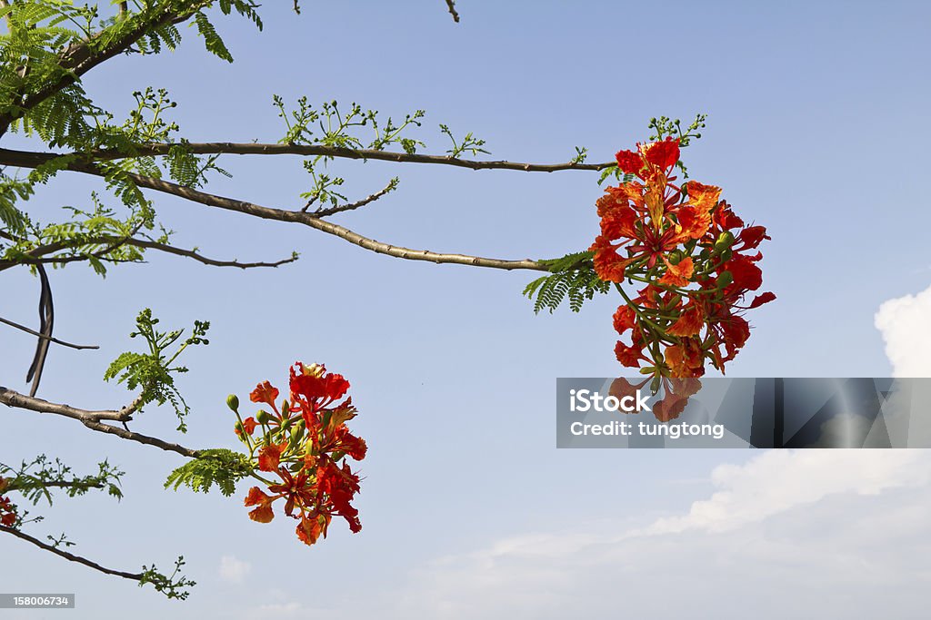 Flores laranja contra o céu azul. - Foto de stock de Azul royalty-free