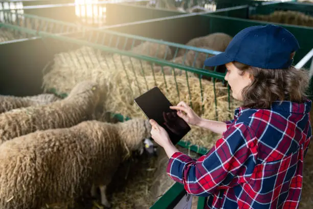 Woman farmer with tablet in a sheepfold. Herd management.