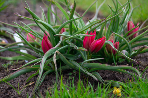 istock Small red flowers in the flower bed during springtime 1580075317